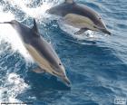 Τα δελφίνια πηδώντας